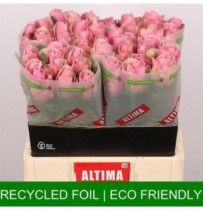 ΤΡΙΑΝΤΑΦΥΛΛΑ ΡΟΖ 60εκ  ROSEN  ATHENA ROYALE 60cm